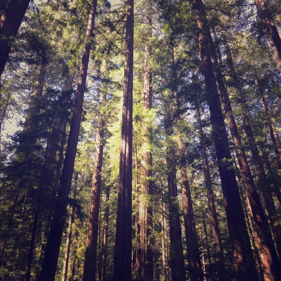 Meet your Posher, Tree 🌲 Lover ❤️ - Picture 1 of 2